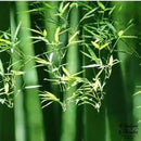 Appliques murales bambou rotin